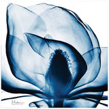 Blue Magnolia X-Ray 24" Square Printed Glass Wall Art