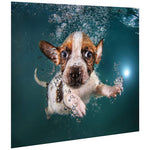 Underwater Dogs Jack Russell 21 3/4"W Glass Graphic Wall Art