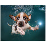 Underwater Dogs Jack Russell 21 3/4"W Glass Graphic Wall Art