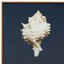 Ocean Seashells 12" Square 4-Piece Canvas Wall Art Set